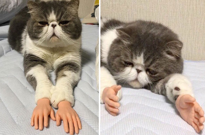 Cat with doll hands