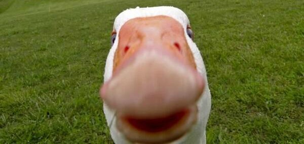 duckface